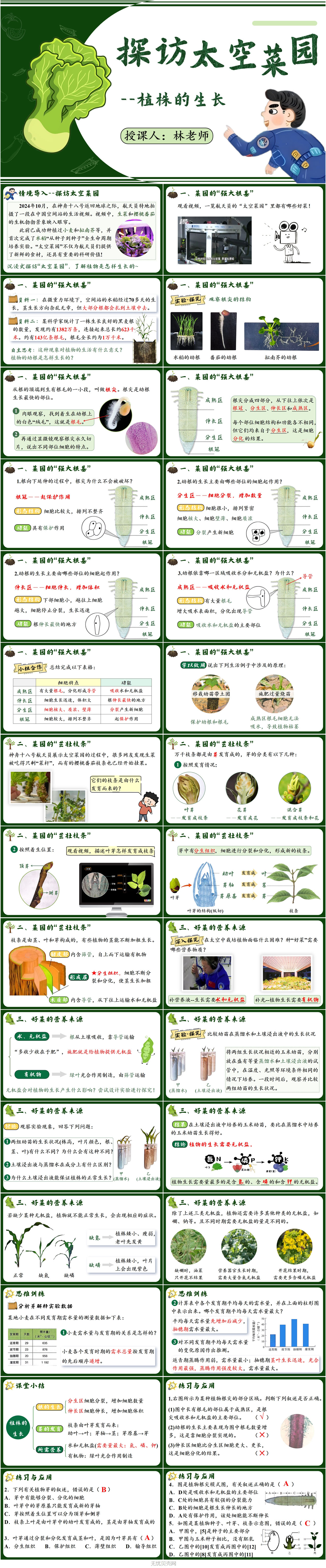 1.2植株的生长1.jpg