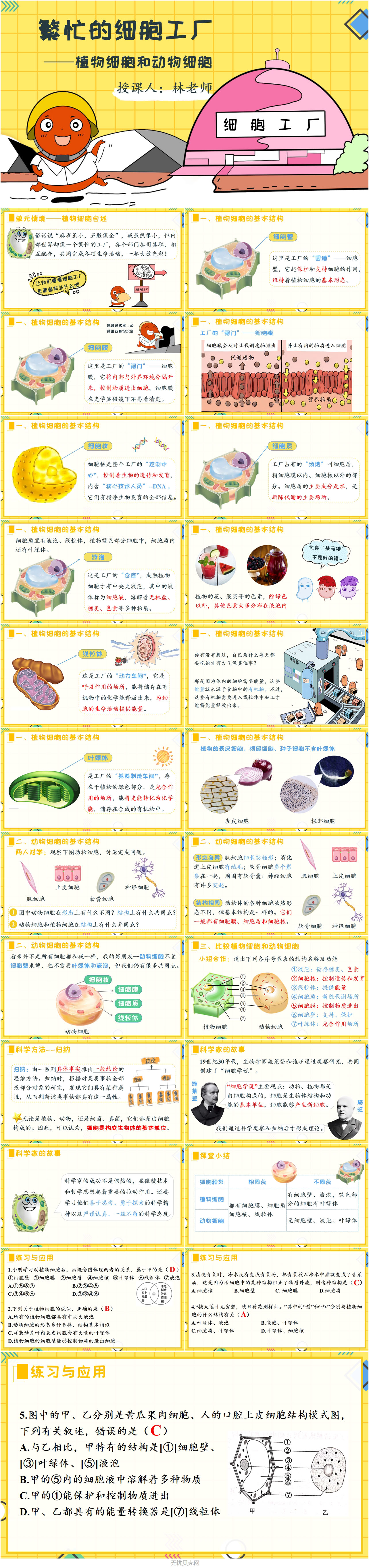 1.2.3植物细胞和动物细胞1.jpg