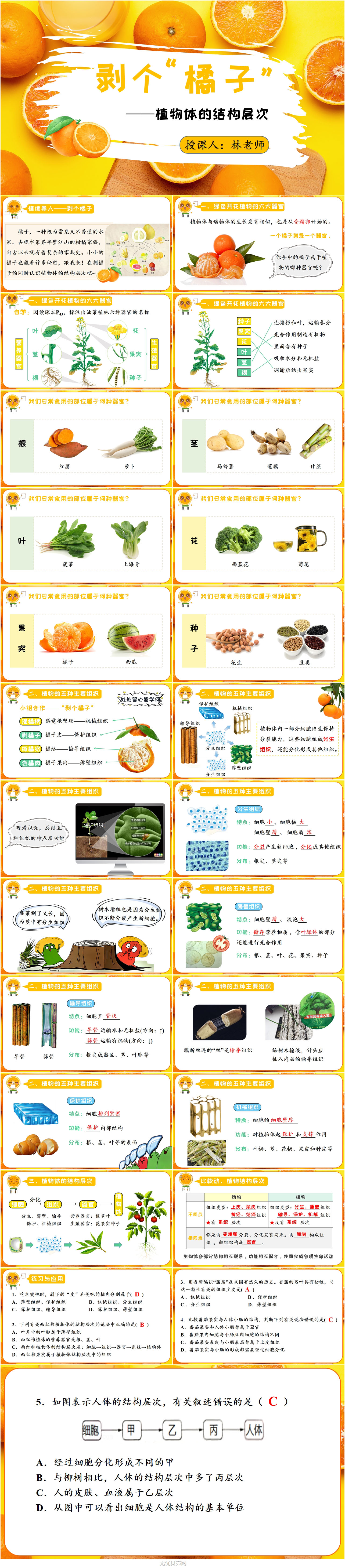 1.3.3植物体的结构层次1.jpg