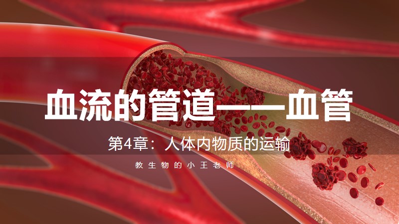 新教材初中生物人教版七下4.4.2血流的管道——血管@教生物的小王老师