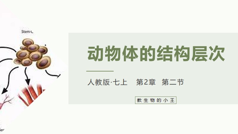 初中生物人教版七上2.2.2动物体的结构层次