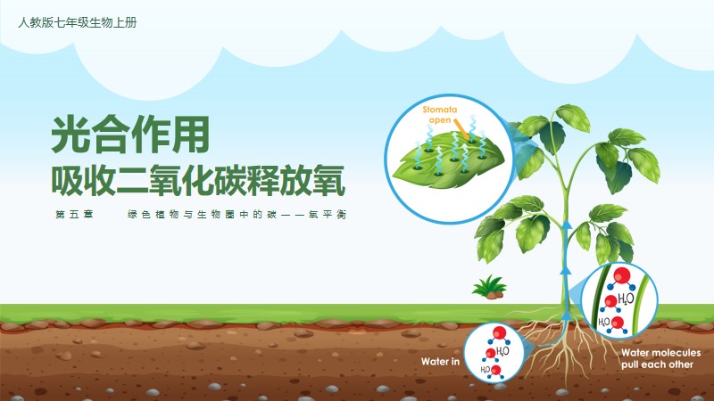 初中生物人教版七上3.5.1光合作用吸收二氧化碳产生氧气