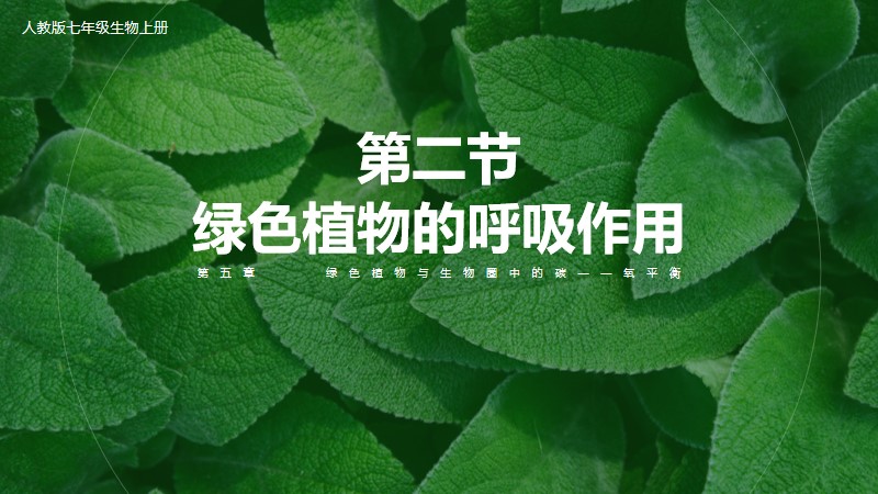 初中生物人教版七上3.5.2绿色植物的呼吸作用